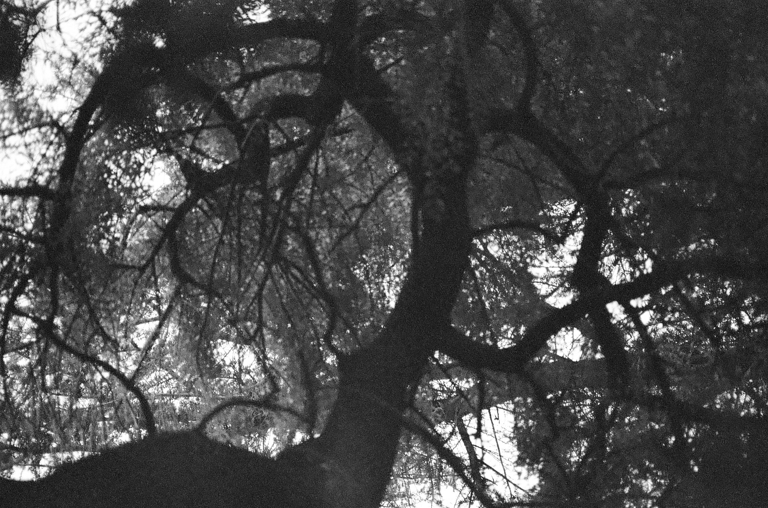 Chaos Tree Shutterbug